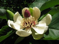 Magnolia obovata 10.JPG