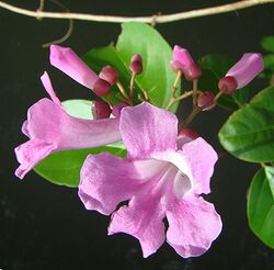 Mansoa hymenaea, flower of the Garlic Vine. (9268783629).jpg