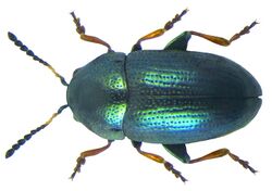 Mantura mathewsi (Stephens, 1832).jpg