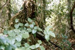 Marine sniper ghillie suit.JPG