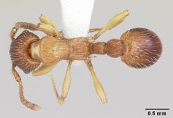 Myrmica pinetorum casent0104883 dorsal 1.jpg