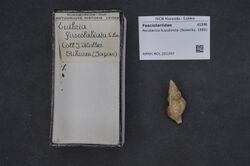 Naturalis Biodiversity Center - RMNH.MOL.201247 - Peristernia fuscotincta (Sowerby, 1886) - Fasciolariidae - Mollusc shell.jpeg