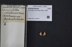 Naturalis Biodiversity Center - RMNH.MOL.239304 - Auriculella uniplicata Pease, 1868 - Achatinellidae - Mollusc shell.jpeg