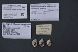 Naturalis Biodiversity Center - ZMA.MOLL.44247 - Echinolittorina modesta (Philippi, 1846) - Littorinidae - Mollusc shell.jpeg