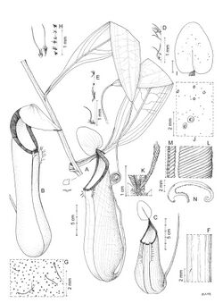 Nepenthes kitanglad botanical illustration.jpg