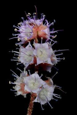 Newcastelia roseoazurea - Kevin Thiele-1.jpg