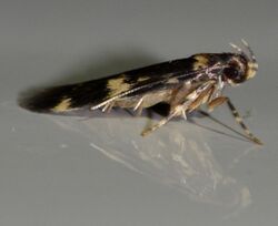 Oegoconia quadripuncta - Four spotted Yellowneck Moth (14426255461).jpg