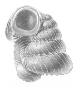 Opisthostoma shelfordi shell.png