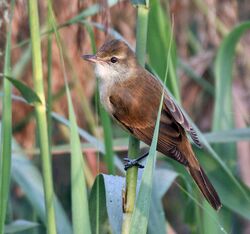 Oriental Reed Warbler (Acrocephalus orientalis) in Kolkata W IMG 3235.jpg