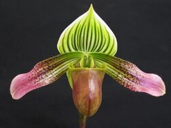 Paphiopedilum urbanianum.jpg