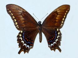 Papilionidae - Papilio astyalus.JPG