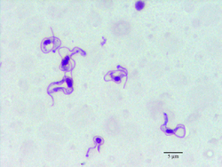 Trypanosoma evansi in blood