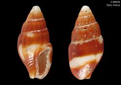 Parvanachis pygmaea (MNHN-IM-2000-22692).jpeg