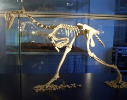 Patagopteryx skeleton.jpg