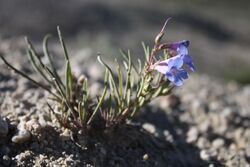 Penstemon penlandii.jpg