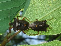 Pentatoma rufipes 01.JPG