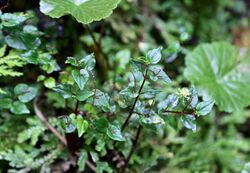 Peperomia paradoxa (Piperaceae) (30085318692).jpg