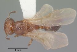 Pheidole metallescens casent0104410 dorsal 1.jpg