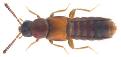 Phloeopora testacea (Mannerheim, 1830).png