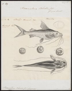 Piramutana blochii - 1700-1880 - Print - Iconographia Zoologica - Special Collections University of Amsterdam - UBA01 IZ14600093.tif