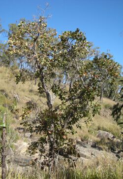 Planchonia careya tree.jpg