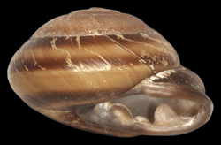 Pleurodonte josephinae shell.png