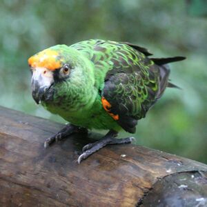 Poicephalus gulielmi -Birds of Eden -South Africa-8a-3c.jpg