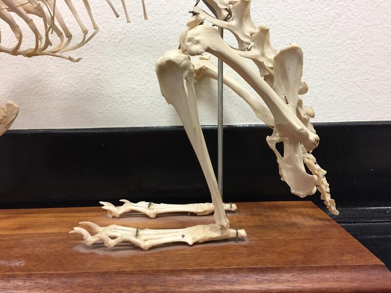 File:Rabbit hind limb skeleton.jpg