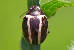 Ragweed Leaf Beetle - Zygogramma suturalis, Julie Metz Wetlands, Va.jpg