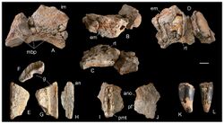 Razanandrongobe-fig5-MNHTfragments.jpg