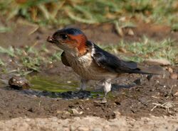 Red-rumped Swallow (Hirundo daurica) collecting mud for nest W IMG 7967.jpg