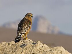 Red-shouldered-hawk 1.jpg