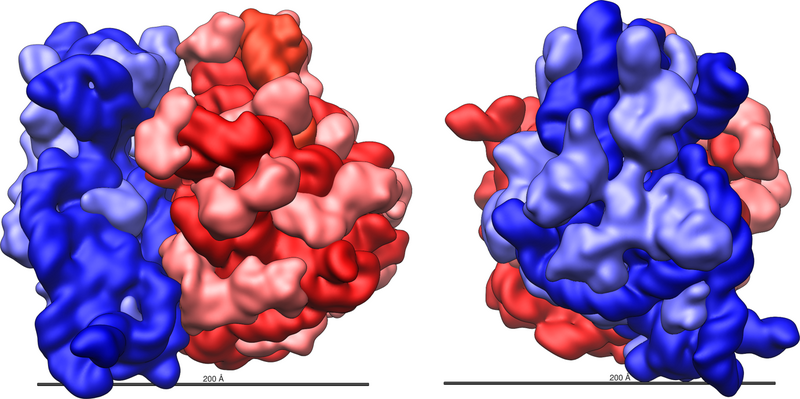 File:Ribosome shape.png