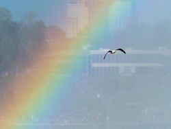 Ring-billed gull and a rainbow (52910).jpg