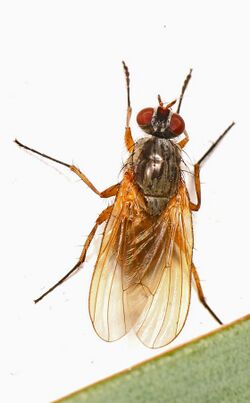 Root Maggot Fly - Eutrichota lipsia, Woodbridge, Virginia.jpg