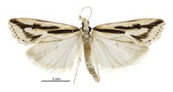 Scoparia s.l. valenternota male.jpg