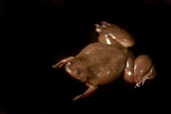 Silurana epitropicalis - Cameroon Clawed frog.jpg