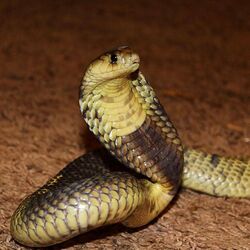 Snouted Cobra - in Egypt.jpg
