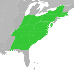 Symphyotrichum phlogifolium distribution map: US — Alabama, Connecticut, Delaware, District of Columbia, Georgia, Indiana, Kentucky, Maryland, Massachusetts, New York, North Carolina, Ohio, Pennsylvania, Rhode Island, South Carolina, Tennessee, Virginia, and West Virginia.