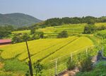 Tanada-Yokoo-Iwami-Tottori 2013.jpg