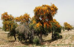 Tecomella undulata tree in Alamarvdasht, Fars, Iran, by Hadi Karimi.jpg