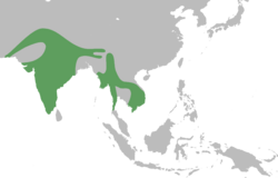 Tephrodornis pondicerianus map.svg