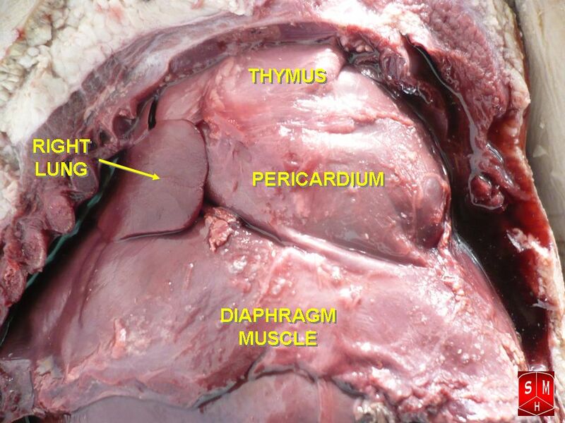 File:Thoracic cavity of foetus 2.JPG