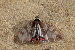 Tiger moth (Dysschema cerialis).jpg