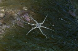 Tiny in-a-sponge brittle stars (Ophiactis savignyi).jpg