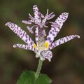 Tricyrtis hirta (flower).jpg