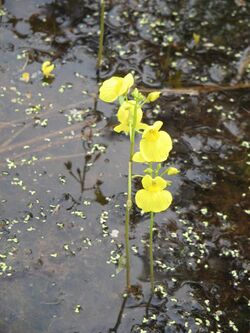 Utricularia aureaRHu3.JPG