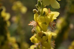 Verbascum-speciosum-flowers.jpg