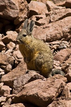 A southern viscacha in the Atacama desert, Chile