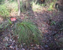 Xanthorrhoea gracilis.jpg